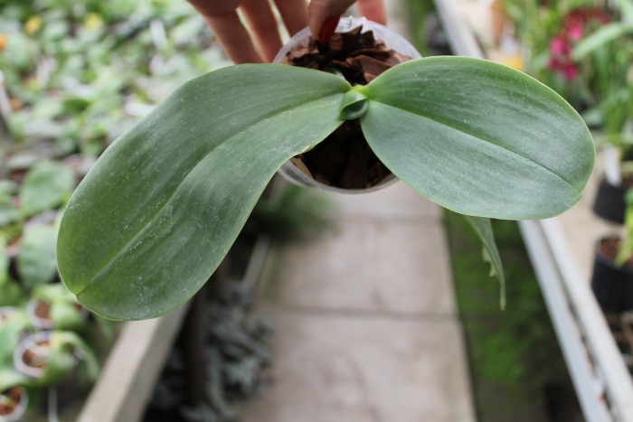 Phalaenopsis gigantea x LD's Bear King.JPG