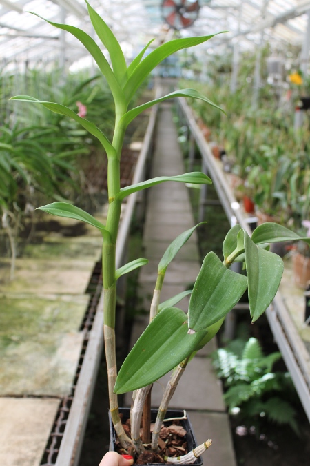 Dendrobium Daeng.JPG