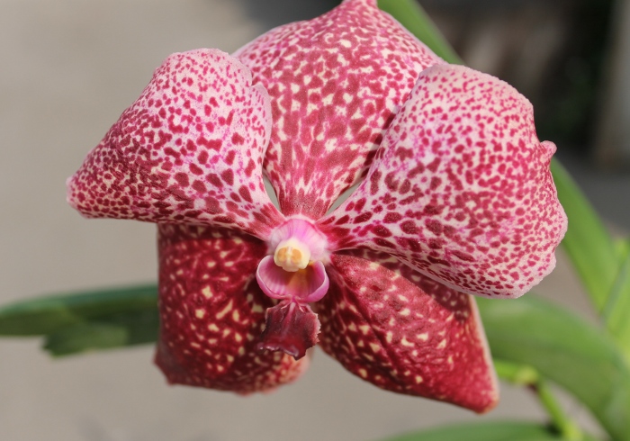 Vanda Prayat Muang Rath x Ascda Kultana Pappion.JPG