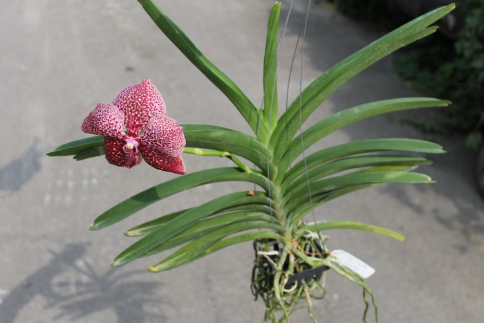 Vanda Prayat Muang Rath x Ascda Kultana Pappion .JPG