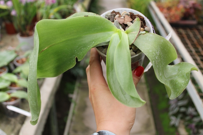 Phalaenopsis Princess Kaiulani 'Chin Yo'.JPG