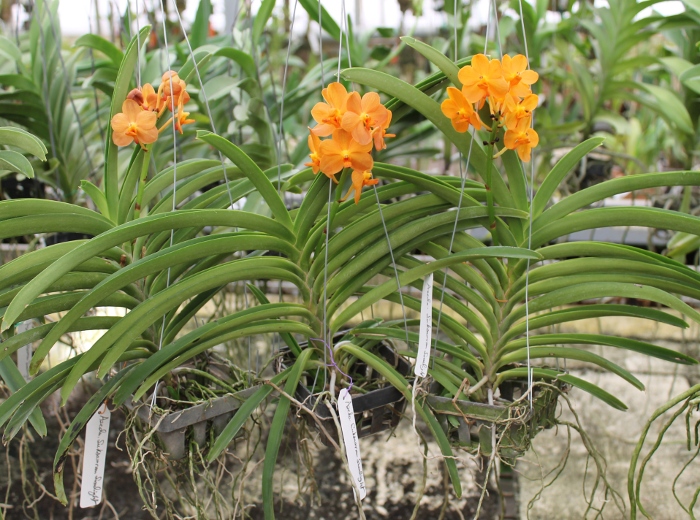 Ascocenda Suksamran Sunlight.JPG