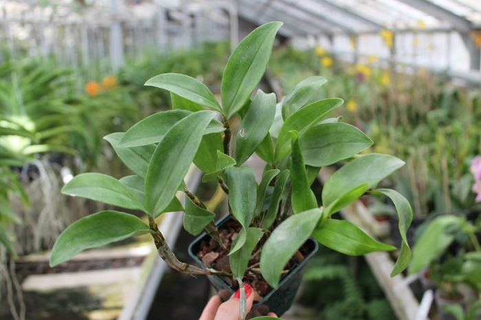 Dendrobium farmeri.JPG