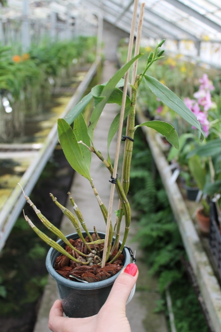 Dendrobium brymerianum.JPG