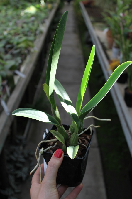 Cattleya percivaliana carnea x SELF.JPG