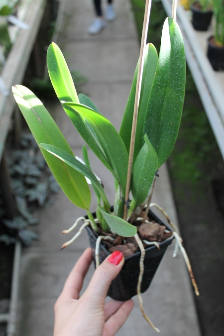 Cattleya mossiae amoena.JPG