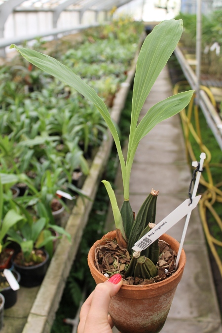 Anguloa virginalis.JPG