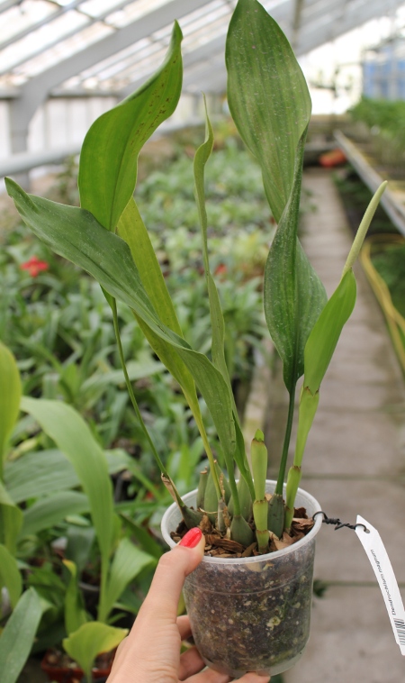 Dendrochilum magnum.JPG