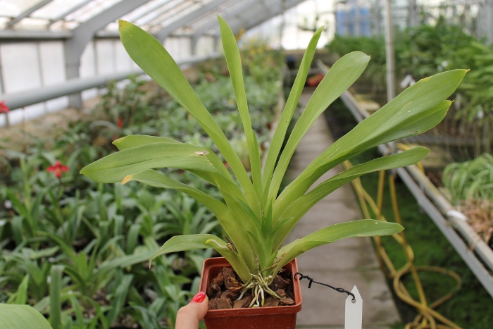 Huntleya meleagris.JPG