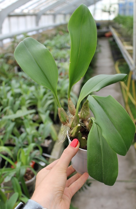 Bulbophyllum dearei x lobbii.JPG