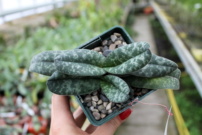 Paphiopedilum bellatulum.JPG