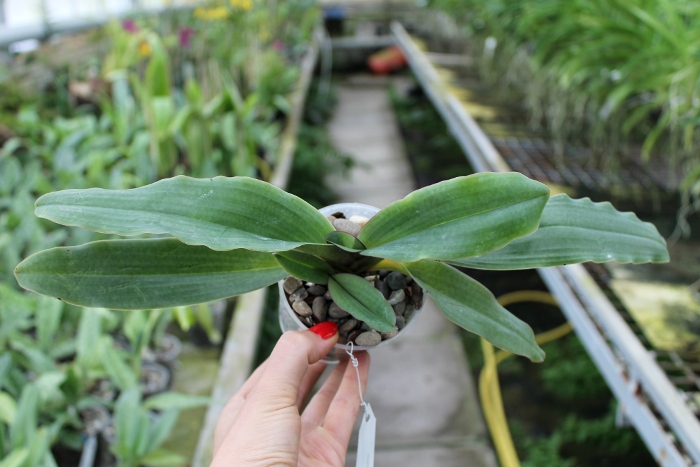 Paphiopedilum moquetteanum.JPG