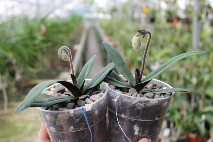 Paphiopedilum niveum.JPG