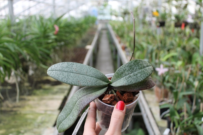 Phalaenopsis celebensis x Phalaenopsis Venus.JPG