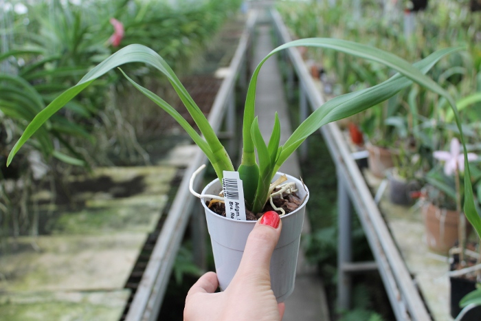 Adaglossum Summit 'Frenchtown' x Brassia Rex.JPG