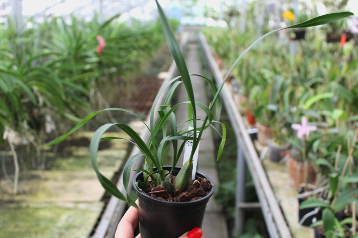 Maxillaria chrysantha.JPG