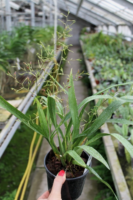 Miltonidium Rosy Sunset.JPG