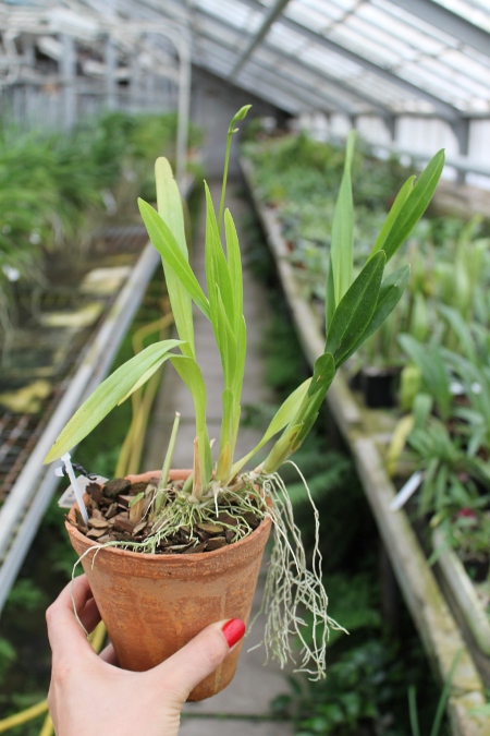 Miltonia regnellii.JPG