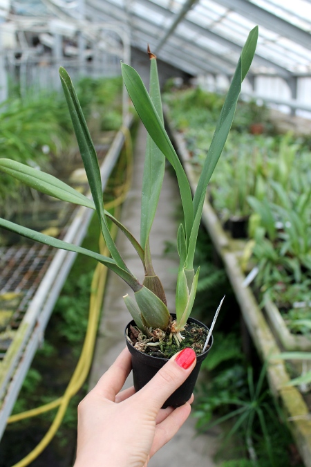 Oncidium forbesii.JPG