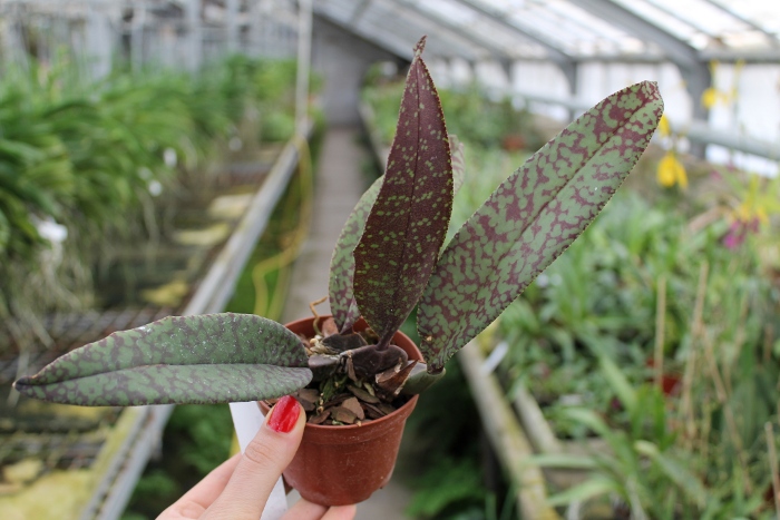 Psychopsis Mendenhall 'Hildos'.JPG