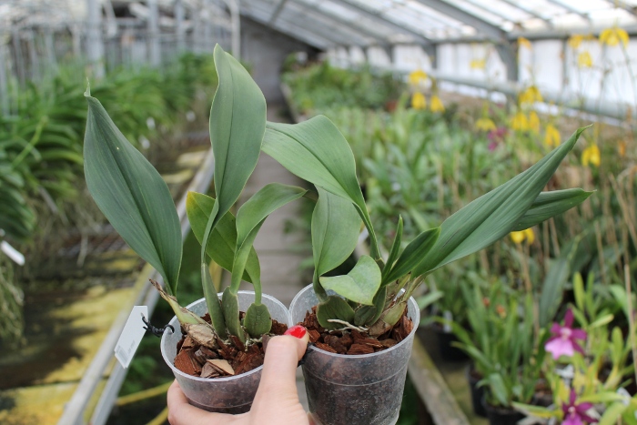 Trichopilia suavis.JPG