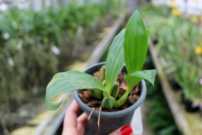 Coelogyne chloroptera.JPG