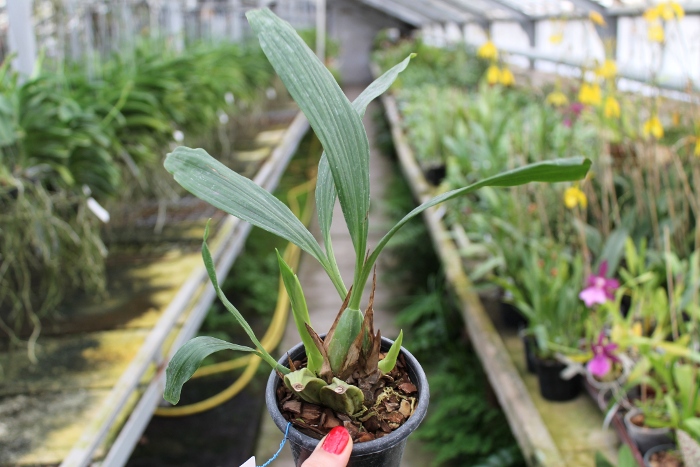 Coelogyne merrillii.JPG