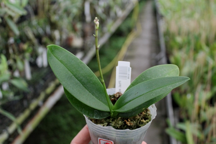 Phalaenopsis equestris.JPG