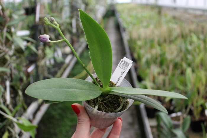 Doritaenopsis Purple Martin.JPG