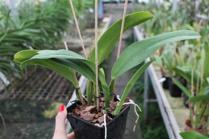 Cattleya trianae amesiana A x Cattleya trianae amesiana B.JPG