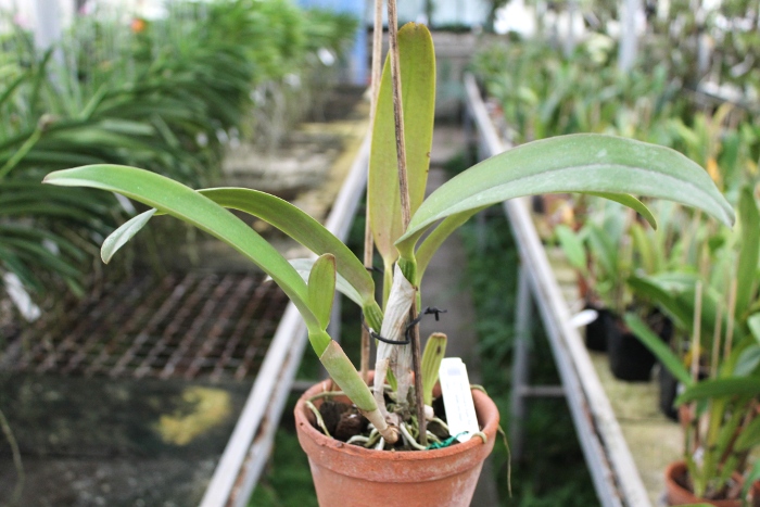 Cattleya labiata amesiana 'Super Star' (Z-43) x Cattleya labiata roxo bispo 'Urbano'.JPG