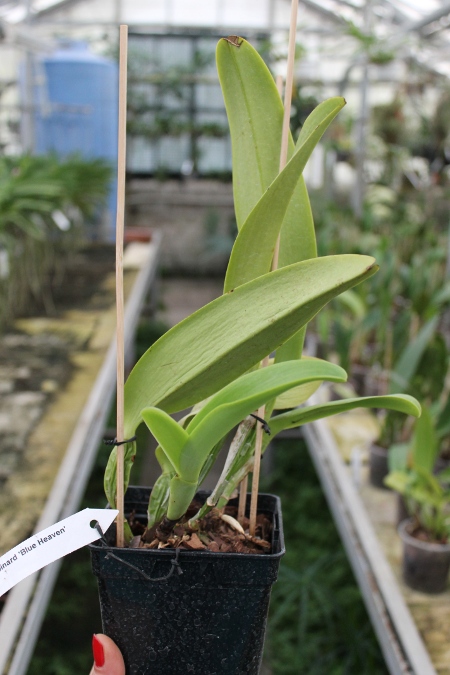 Laeliocattleya Dinard 'Blue Heaven'.JPG