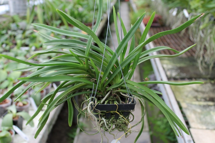 Neostillis Lou Snearly #1.JPG