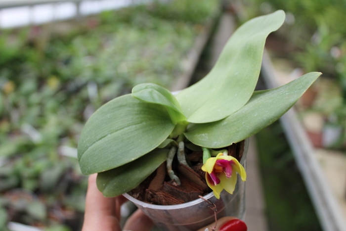 Phalaenopsis bellina x KS Happy Eagle.JPG