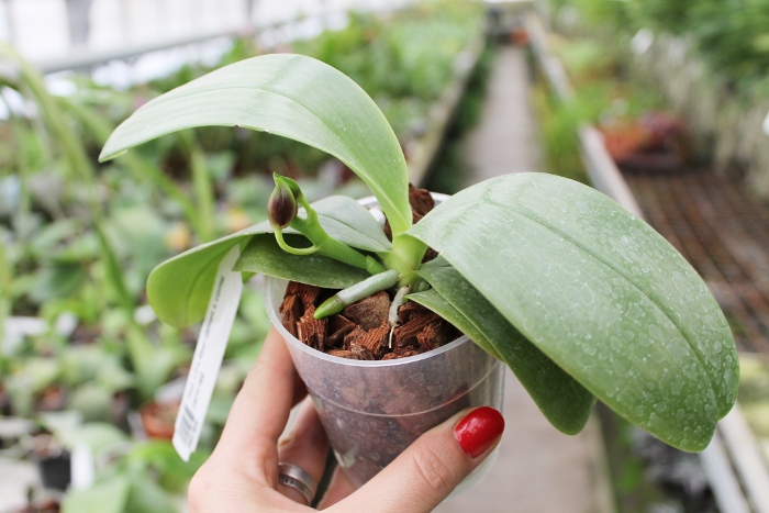 Phalaenopsis LD's Bear Queen x cornu cervi red.JPG