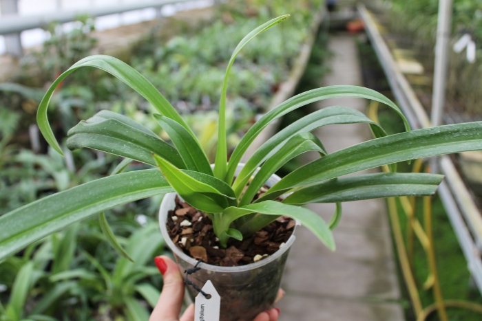 Phragmipedium kovachii x longifolium.JPG