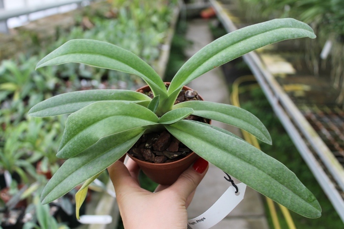 Paphiopedilum Phips.JPG