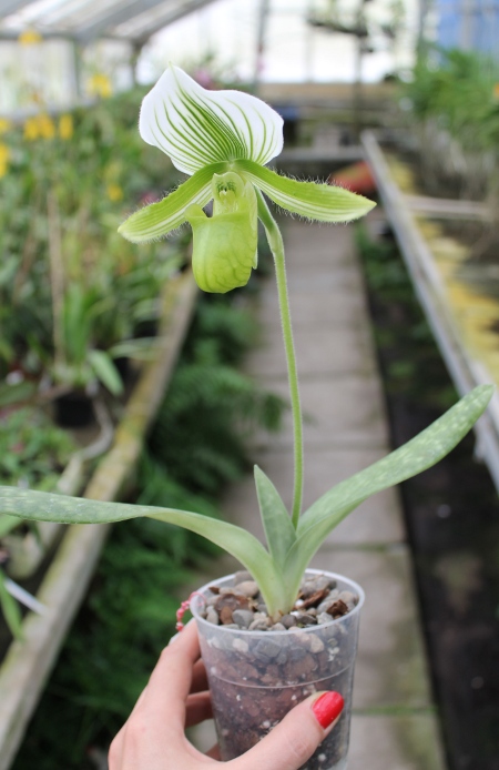 Paphiopedilum Maudiae alba.JPG