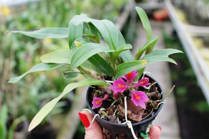 Dendrobium Hibiki (laevifolium x bracteosum).JPG