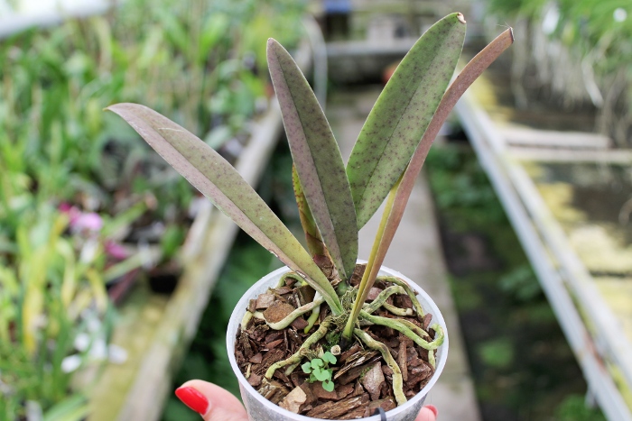 Psychocentrum Rio's Mariposita 'ORCHIS'.JPG