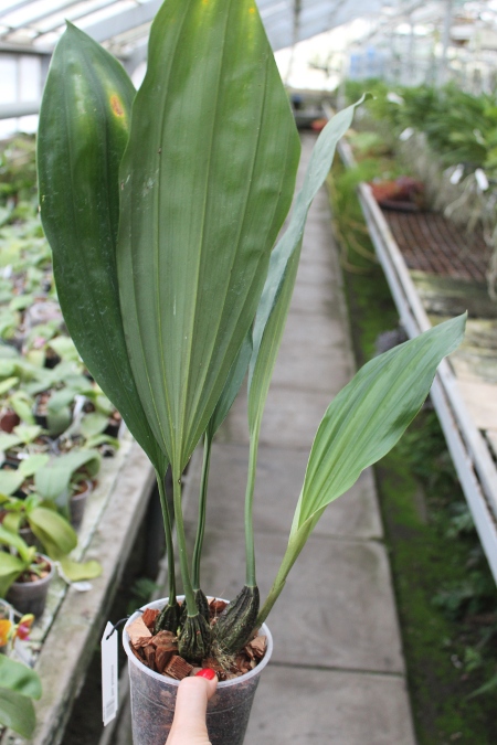 Stanhopea Assidensis.JPG