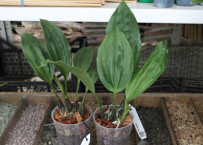 Stanhopea tigrina.JPG