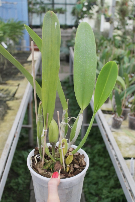 Laeliocattleya C G Roebling 'Blue Indigo' (Cattleya gaskelliana x Laelia purpurata).JPG