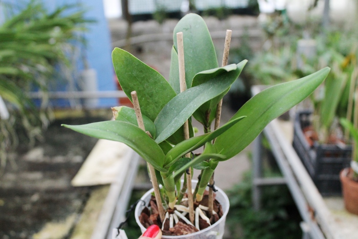 Potinara Shinfong Little Sun 'Youngmin Golden Boy' (Ctt. Golden Girl x Rth. Taida Love Star).JPG