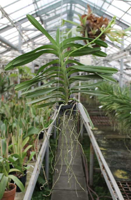 Vanda Adisak x Vanda Kultana Blue, pink.JPG