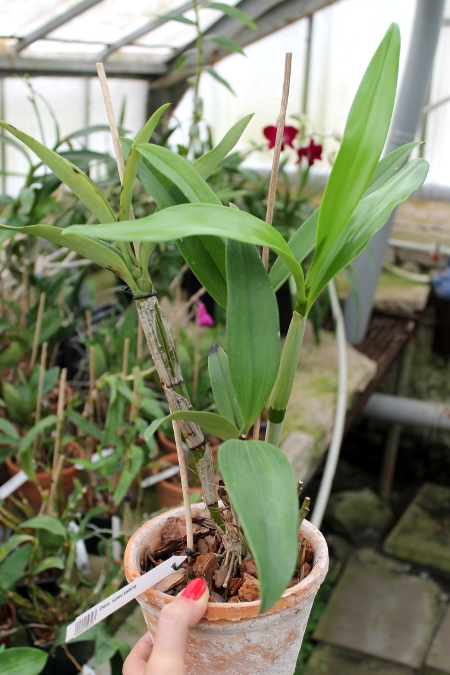 Dendrobium spectabile.JPG