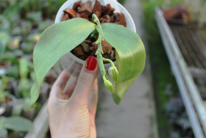 Phalaenopsis Yaphon Oh My God (Phal. KS Happy Eagle x tetraspis C1).JPG