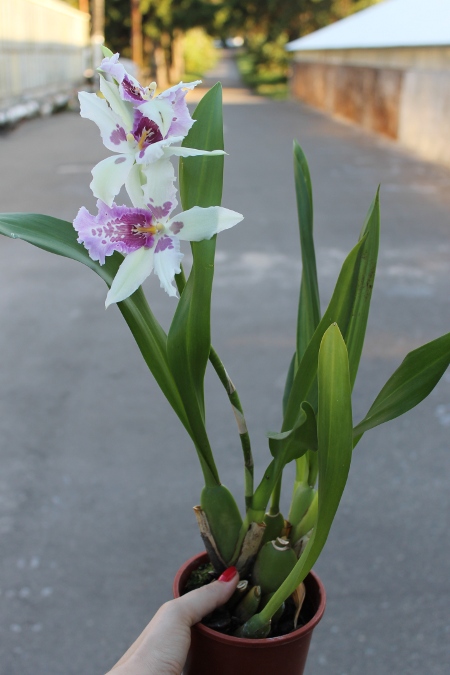 Aliceara Tahoma Glacier x Miltonia Honolulu.JPG