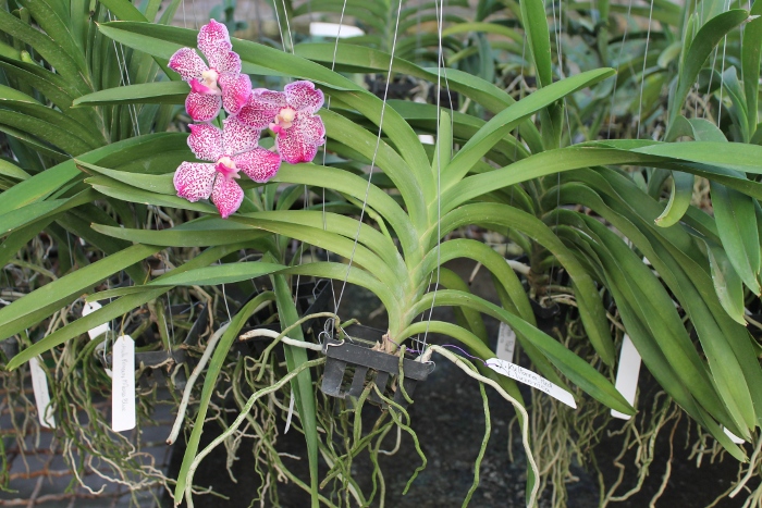 Vanda Kultana Red x luzonica .JPG
