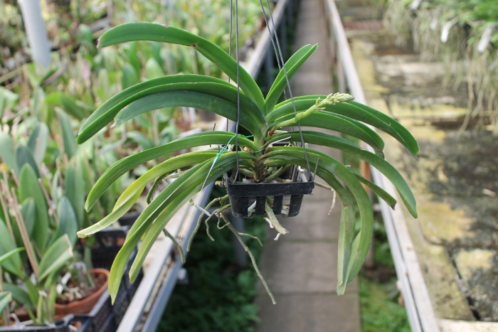 Rhynchostylis coelestis blue.JPG